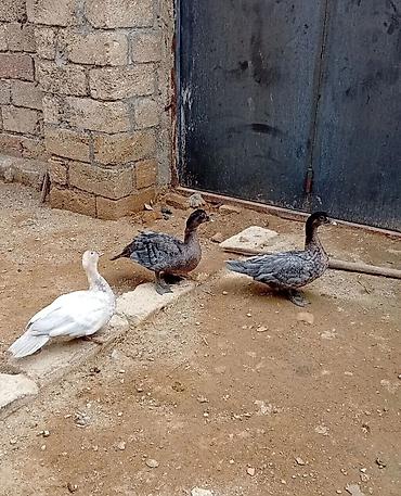 Digər quşlar: Orginal Alman Sortu Lal Ordek. 5 Ayına keçiblər. Şəkilləri çevirib — 1