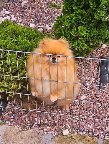 ptice oglasi: Najlepsi Pomeranci Boo samo u Pom_Hash_Starsu, bebe najkrace njuskice — 5
