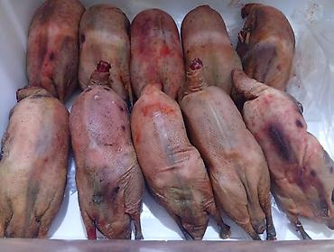 Other bird meat: Qaşqaldağ Bilənlər bilir necə dadlı olur Cəkisi gəlir 500 qram 600 -da lalafo.az — 2 Other bird meat: Qaşqaldağ Bilənlər bilir necə dadlı olur Cəkisi gəlir 500 qram 600 — 2