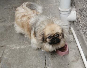 itlər balaca: Pekines, 1 il, Erkek