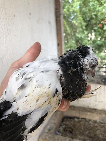 ordək balası və cucə: Naxçıvan göyərçinləri – Salto-Uçuş və Dekorativ Ve Bağış üçün seçmə — 2