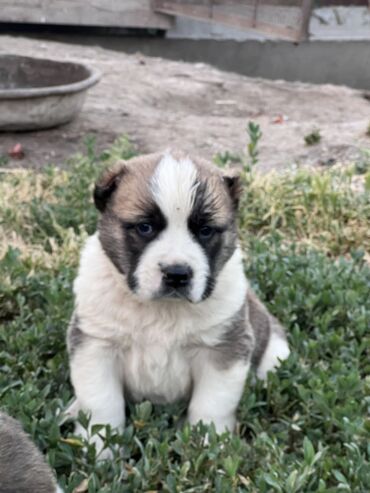 Продажа собак: Алабай, 1 месяц, Самец