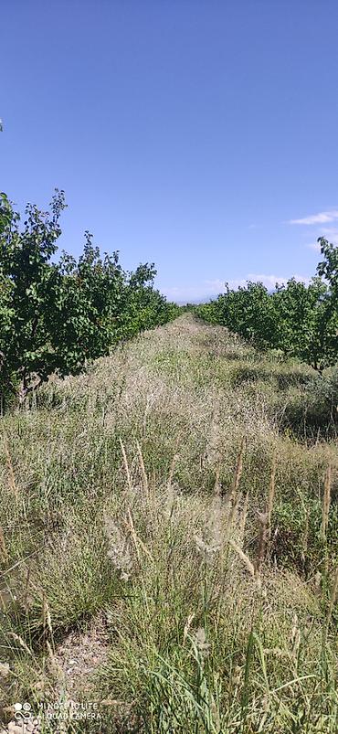 мин булак: 300 соток, Айыл чарба үчүн, Кызыл китеп — 4