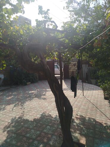 Həyət evləri və villaların satışı: 4 otaqlı, 140 kv. m, Kredit yoxdur, Yeni təmirli — 17