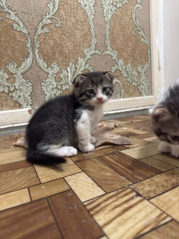 котята в добрые руки баку: Табби, В добрые руки