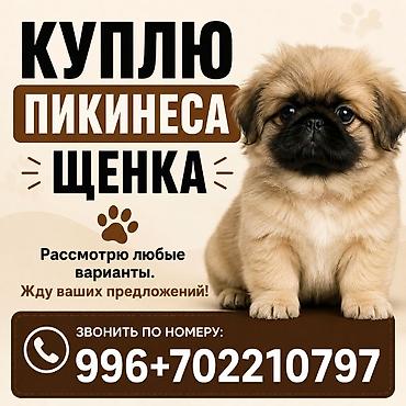 отлов животных: Куплю щенка породы пекинес. Интересуют любые варианты окраса и пола — 1