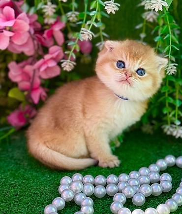 Pişiklər: Şotland — 8