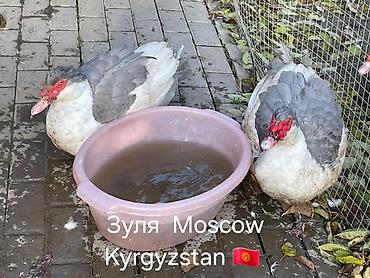 Другие с/х животные: Мускусные утки (индоутки), разные окрасы. - Порода/типы: венгерские — 17