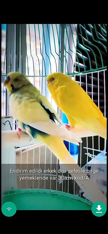korella satışı: Quşlar qəfəslər şekillerde qiymətler məlumatlar qeyd olunub unvan — 4