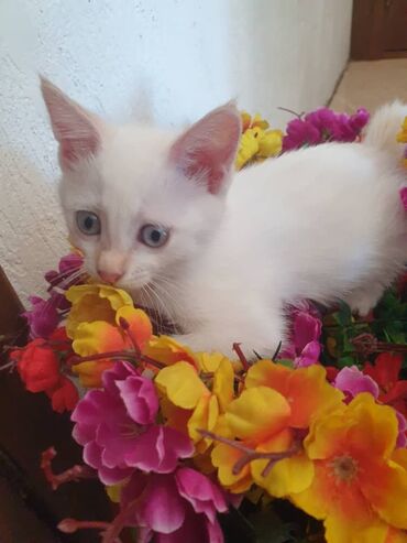 кошки бесплатные: 2 месяца, Девочка, Приучена к лотку