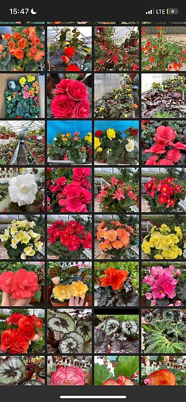 Другие виды семян и саженцев: Бегония, есть разные сорта — 9