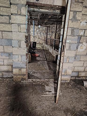 ləpə qiyməti: KİRAYƏ VERİLİR – YAŞMA BAĞLARI Yaşma bağlarında 12 sot torpaq — 8
