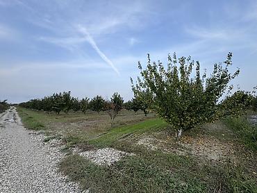 baki torpaq satisi: 300 sot, Kənd təsərrüfatı, Mülkiyyətçi, Kupça (Çıxarış) — 7