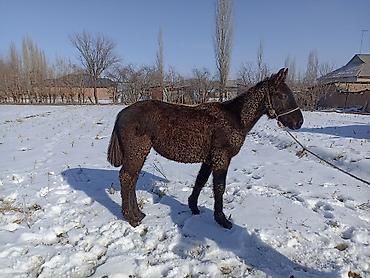 Лошади, кони: Продаю | Кобыла (самка) — 8