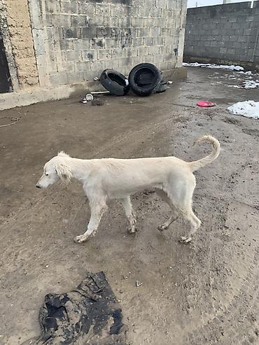 Продажа собак: Порода: тайган самка возраст 8 месяцев окрас белый. Описание: - — 5