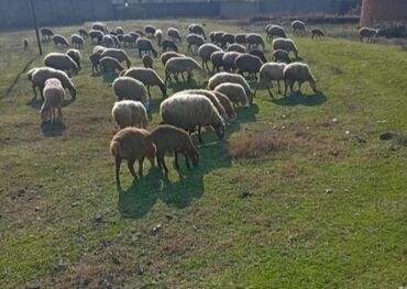 ev itleri satisi: Quzu, Erkək, ay: 1, Ətlik, Damazlıq, Ünvandan götürmə