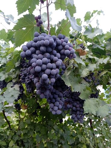 корейский виноград бишкек купить: Виноград Оптом, Самовывоз