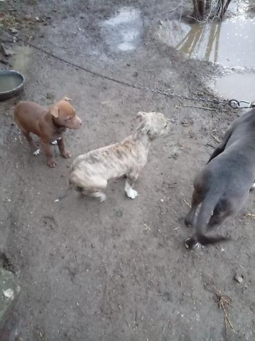 İtlər: Pitbul, 2 ay, Dişi — 3