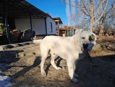 собака сокулук: Алабай, 1 жаш, Эркек, Эмделген