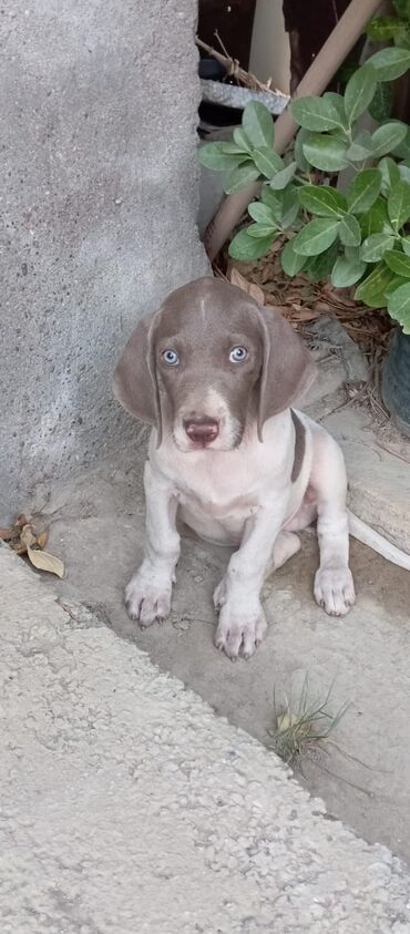 Akvarium aksessuar və ləvazimatları: Retriever, 2 ay, Erkek, Ünvandan götürmə