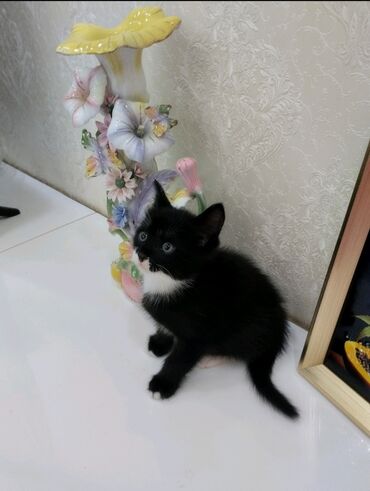pişik pişik: Очень ласковый и игривый котёнок ищет любящую семью.1.5 месяца.к лотку