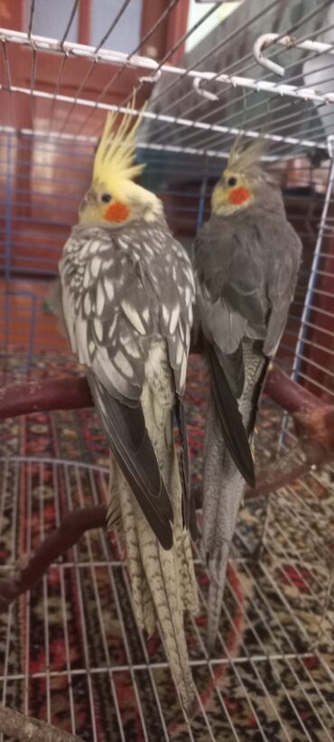 Tutuquşları: Salam.Tam saglam 8ayliq. 4 eded var Isteyen buyursun cutunu alana — 2