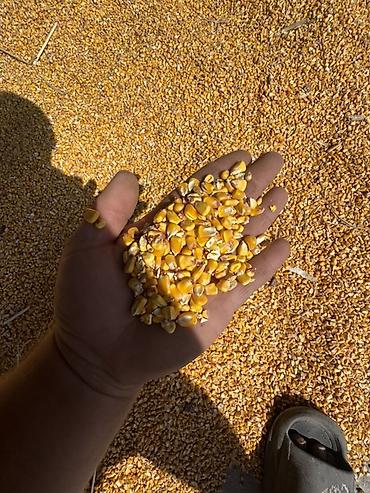 Продаю кукурузу, 14-15 тон есть 
21 сом