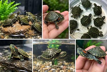 Məhsul: Qırmızıqulaq su tısbağası balaları (Trachemys scripta elegans) lalafo.az -da Məhsul: Qırmızıqulaq su tısbağası balaları (Trachemys scripta elegans)