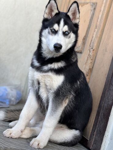 İtlər: Xaski, 6 ay, Erkek, Peyvəndli, Ünvandan götürmə, Ödənişli çatdırılma