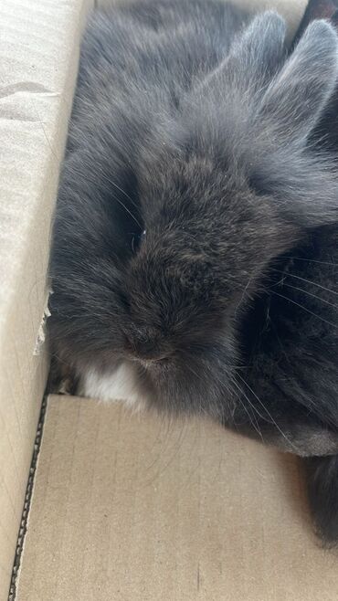 дом кролика: Карликовые пушистые кролики (похоже на тип