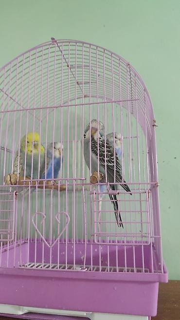Qəfəslər: Çex balalar 3 ədəd ata anasida məndədir qiymət birinə aiddir.3 nü — 2