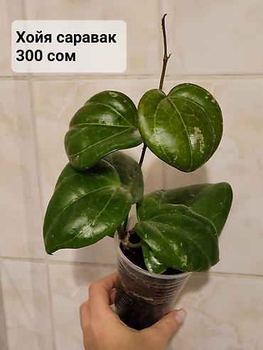 Хойи: Хойи
Цены и названия на фото — 2