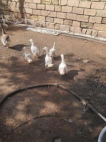 ordek qiymetleri: Salam 2 ayliq ordeyler icinin yekeleri satilir — 2