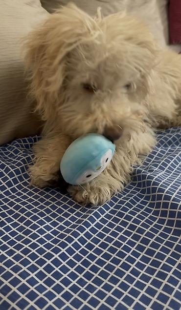 İtlər: Pudel, 4 ay, Erkek — 3