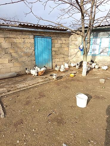 ördək balası və cücə: Toyuq, Yumurtalıq — 1