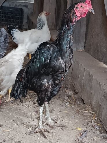 срочно продаю в связи с переездом: Дакан короз сатылат кара короз бир жаш,алатургандар чалгыла