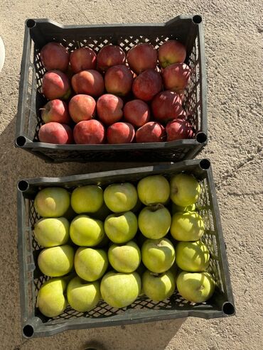 Яблоки: Яблоки Превосходное — 1