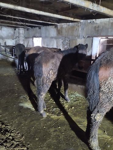 Лошади, кони: Продаю | Жеребенок | Для разведения | Племенные — 2