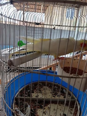 Nimfa (Cockatiel) papağanı və qəfəsi - Növ: Nimfa (Cockatiel) - Rəng