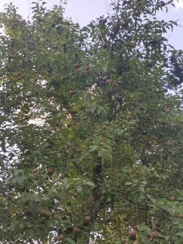 клубника в шоколаде бишкек доставка: Семена : Груша, Самовывоз