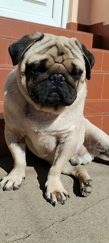 marame ps: Mops (mužjak) - Pasmina: mops - Pol: mužjak - Boja: bež (fawn) sa — 1