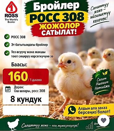 заказать кошку бесплатно: Продаю | Цыплята | РОСС 308 | На забой — 1