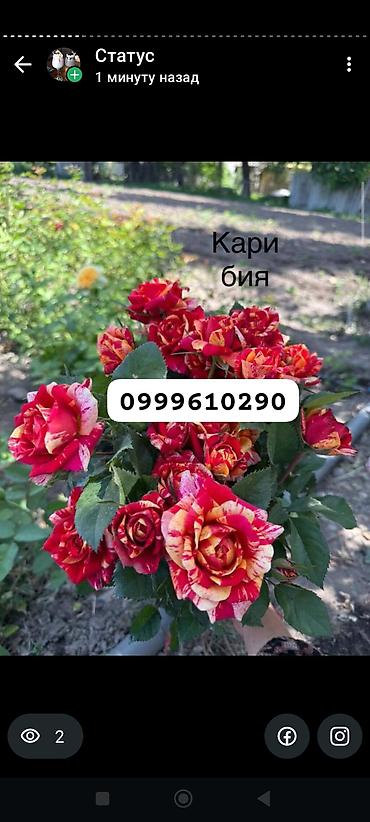 Rose saplings: Саженцы роз в контейнерах - Ассортимент садовых роз (разные сорта и — 14