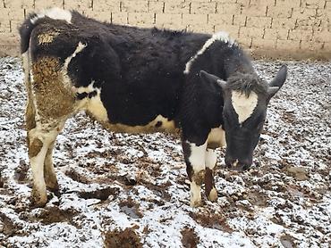 Коровы, быки: Продаю | Бык (самец), Тёлка | Для разведения — 2