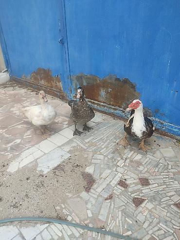 Ördəklər: Tam saglam lal ordekler — 9