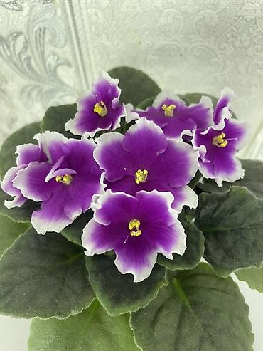 Фиалки и глоксинии: Фиалочки!!! Продам: 1. Укорененные черенки стандартных сортовых — 31