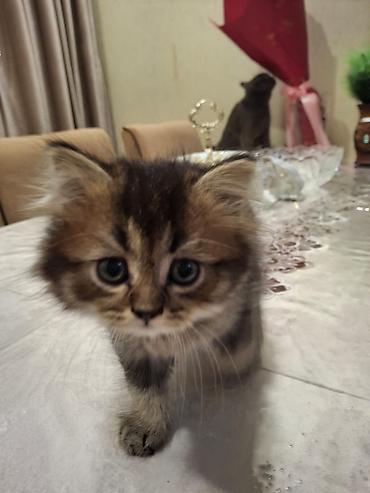 Pişiklər: Britan, Erkək — 14