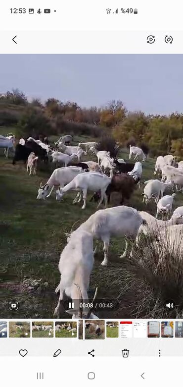 çixuaxua satılır: Sanen ve alpin keçileri satışda