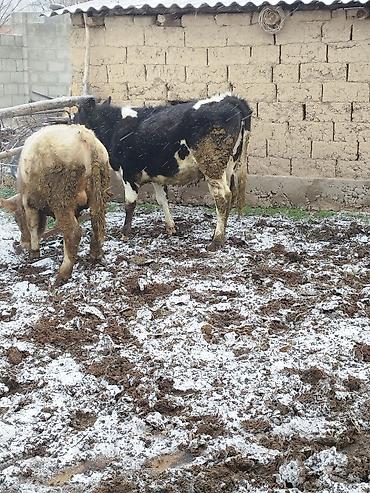 Коровы, быки: Продаю | Бык (самец), Тёлка | Для разведения — 6