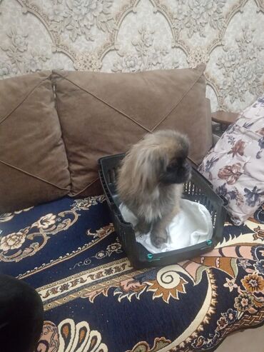 İtlər: Pekines, 2 il, Dişi, Peyvəndli, Ünvandan götürmə, Ödənişli çatdırılma — 12